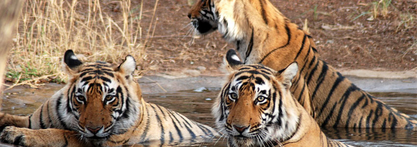 ranthambore tiger reserve