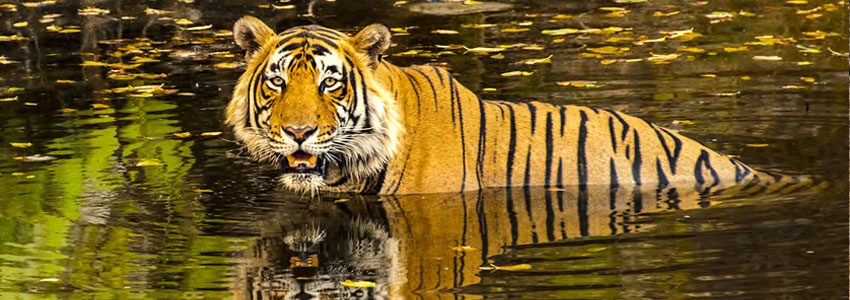 ranthambore tiger reserve