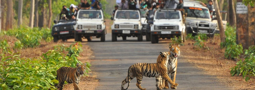 ranthambore tiger reserve